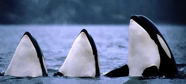 3 orcas spyhopping